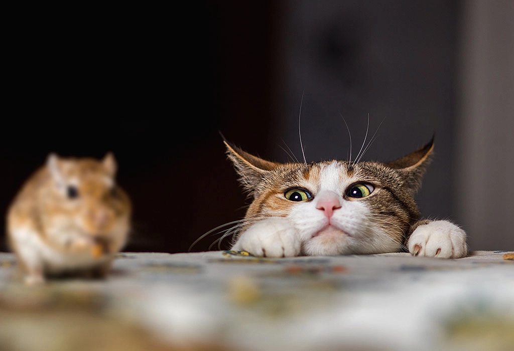 CAT STORIES